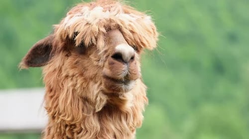 Close Up of Brown Alpaca Head Looking at Camera