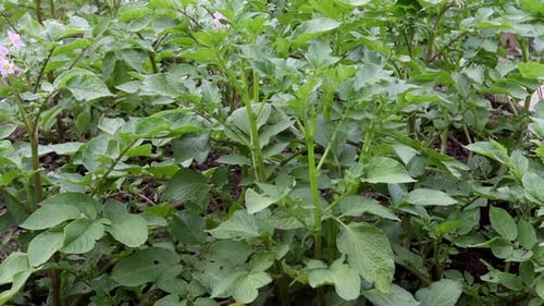 Lush Green Potato Plants Growing in a Field