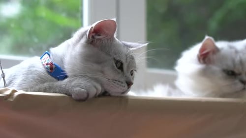 Relaxing Cats Lounging Comfortably at Home