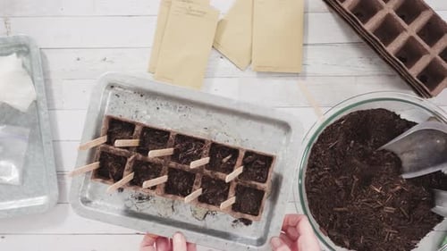 Flat lay. Little girl helping to plant herb seeds into small containers for a homeschool project.