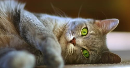 Nahaufnahme einer grauen Katze, die auf dem Boden liegt und aufmerksam in die Kamera schaut