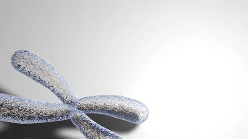 X-Chromosomen mit DNA-Molekülen