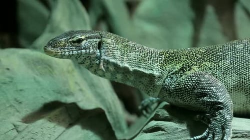 Lézard sauvage grimpant varan vert