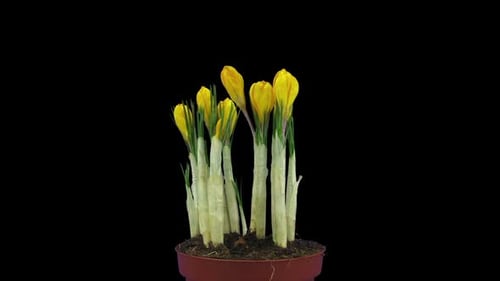 Zeitraffer der wachsenden und rotierenden gelben Krokus-Osterblume