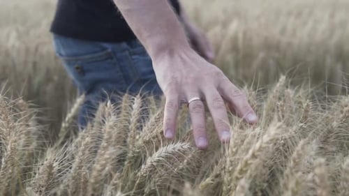 Farmer checks the crop on the wheat field