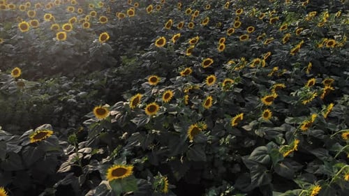 Beautiful view of sunflowers close-up.