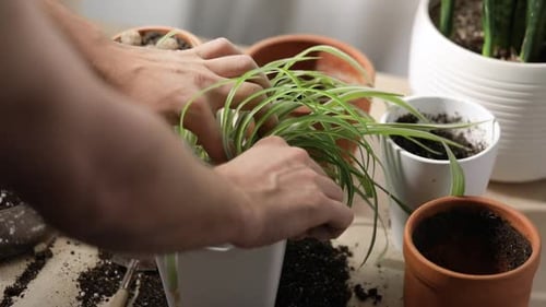 Hands Planting Potted Plant Indoors During Daytime