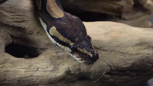 Royal Python or Python Regius on Wooden Snag at Black Background. Close Up