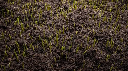 Growing Green Grass Plant