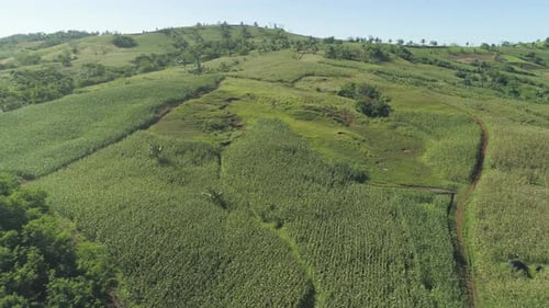 Plantaciones de maíz Filipinas