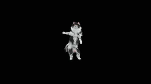 Gato dançando HD