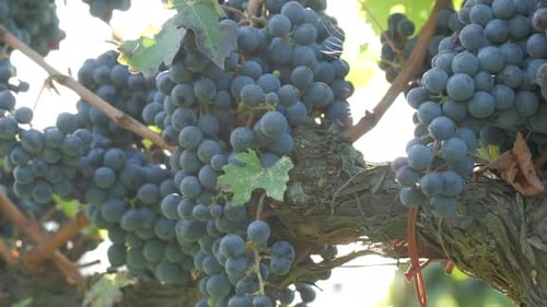 Dark Grapes Growing on Vine in Vineyard
