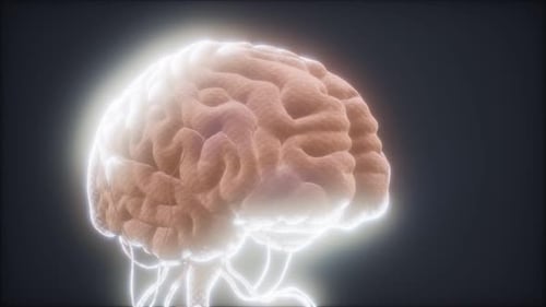 Animated Model of Human Brain