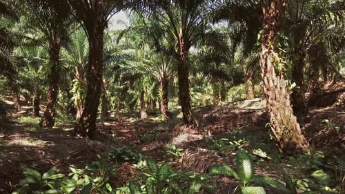 Moverse en el bosque tropical de palma aceitera, Tailandia