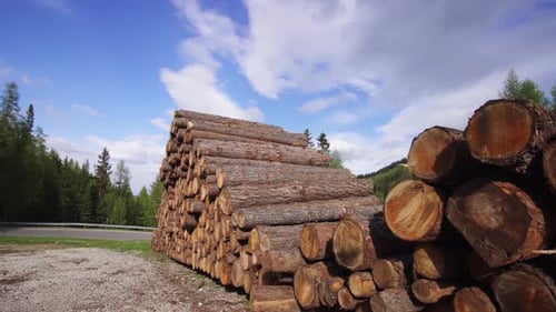Wood Pile Stacked High with Forest Background