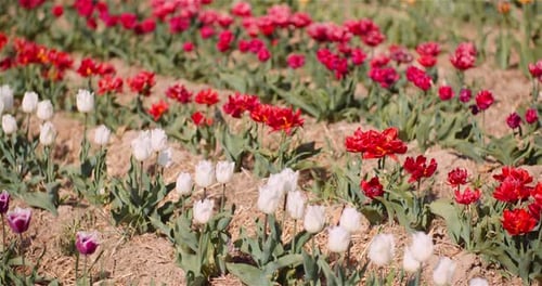 Blooming Tulips on Flowers Plantation Farm