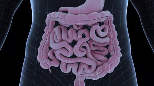 3D Animation of Human Intestines and Digestive System