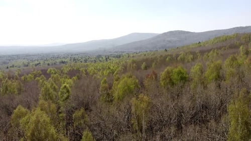 Aerial View Camera Moves Rising Up From Summer Green Forest of Dense Mixed Tree Tops of Pine Trees