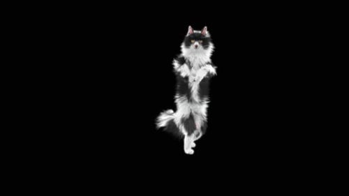 Katze tanzt HD