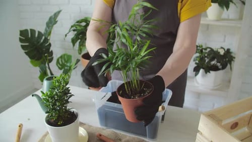 Person Repotting Plant on White Table Indoors