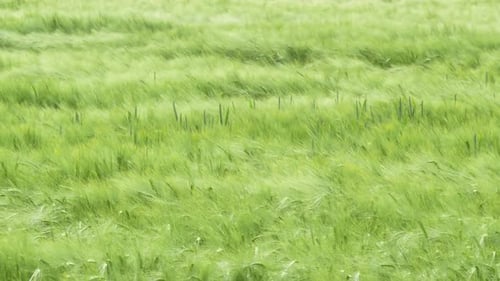 Barley Field