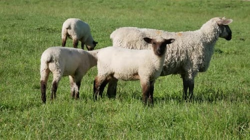 Lamb grazing eating grass and look at the camera.