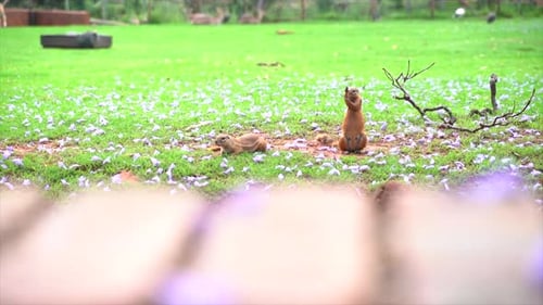Esquilos no gramado do zoológico em alerta e preparação, panorâmica lenta disparada da esquerda para a direita