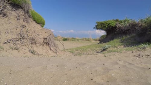 Les racines de la plante retiennent le sable