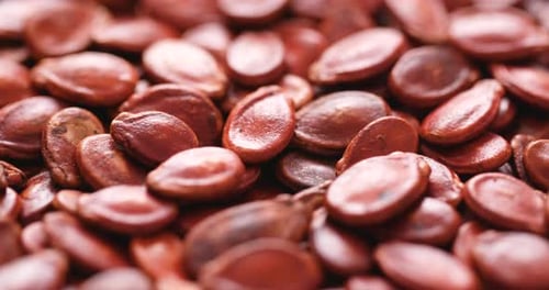 Red melon seed for lunar new year
