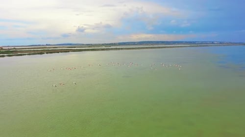 Aerial View. Flamingos, Flying Close To the Camera at Sunset Over the Lake.