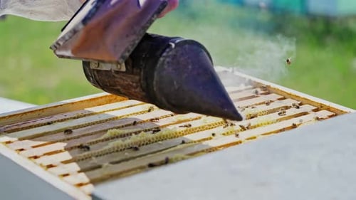 Beekeeper working collect honey. Close up view of beekeeper holding a honeycomb