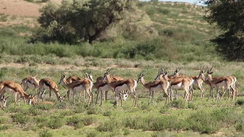 Springbok Herd Grazing on Green Plains