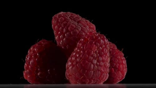 Fruit of Raspberry Color Burgundy Are Rotating on Black Background. Close Up
