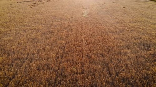 Vuelo bajo del Zumbido sobre el campo de trigo amarillo maduro con el cielo azul nublado en el fondo
