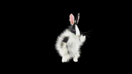 Hase: Tanzen HD