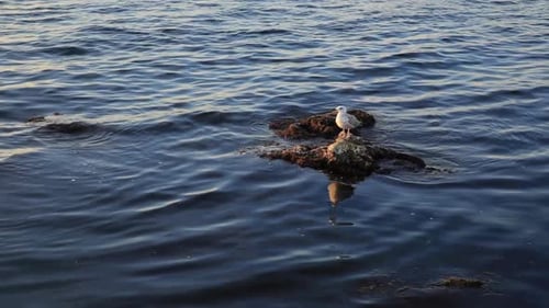Alone Seagull Sits on Rock on Seaside