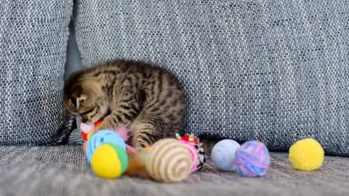Tabby Kitten Playing with Colorful Ball Toys