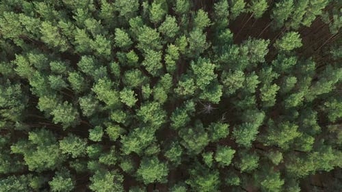 Aerial Pine Forest Top View