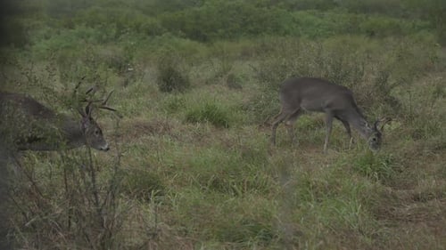 whitetail bucks in Texas, USA
