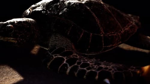 Sea Turtle at Beach Sand