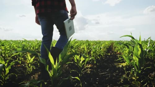 Person Walking Through Rural Corn Field on Sunny Day