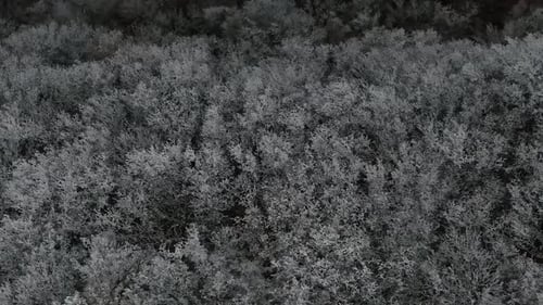 The Top View of the Wild Forest Covered By Hoar