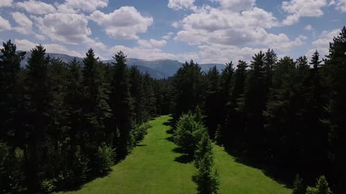 Pine Forests And Green Meadows
