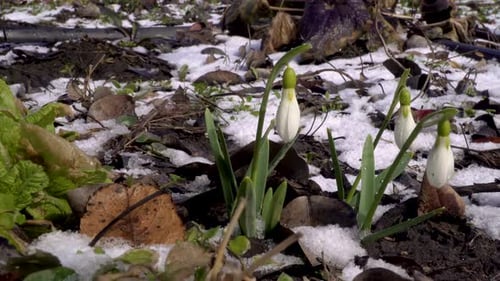 Schöne Schneeglöckchenblüte und Schnee im Frühling