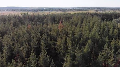 Luftaufnahme auf Pinienwald mit Feldern. Holzpark mit grünen Bäumen