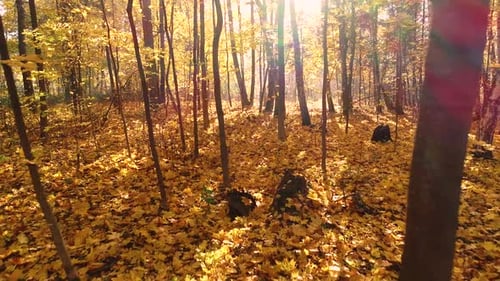 Colorful Autumn Forest Wood