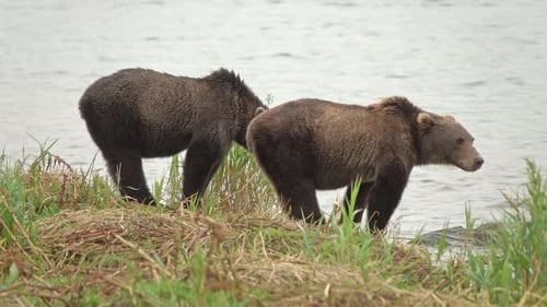 Brown Bear Near River
