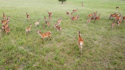 Majestic Deer Herd Roaming Freely in Grassy Meadow
