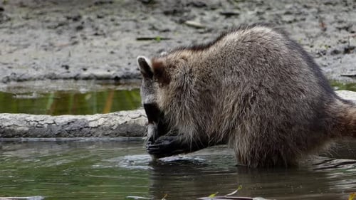 Raccoon at Forest Lake - 09 - 4K