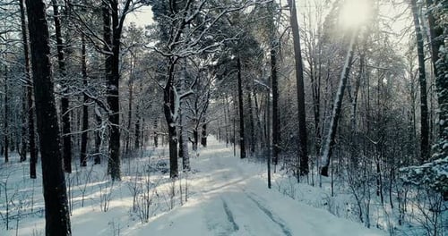 Winter Pines Forest